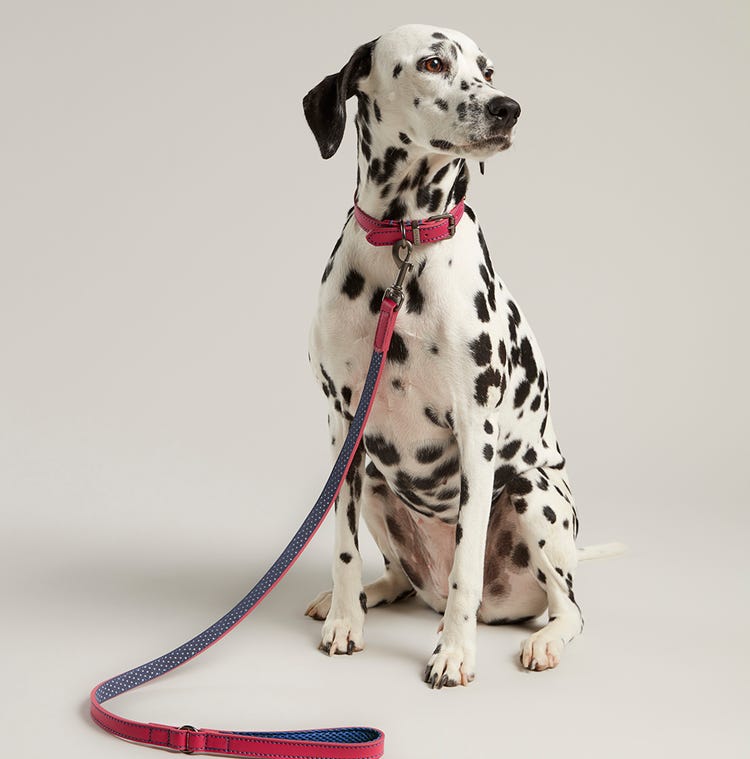 Joules Leather Dog Lead image 6