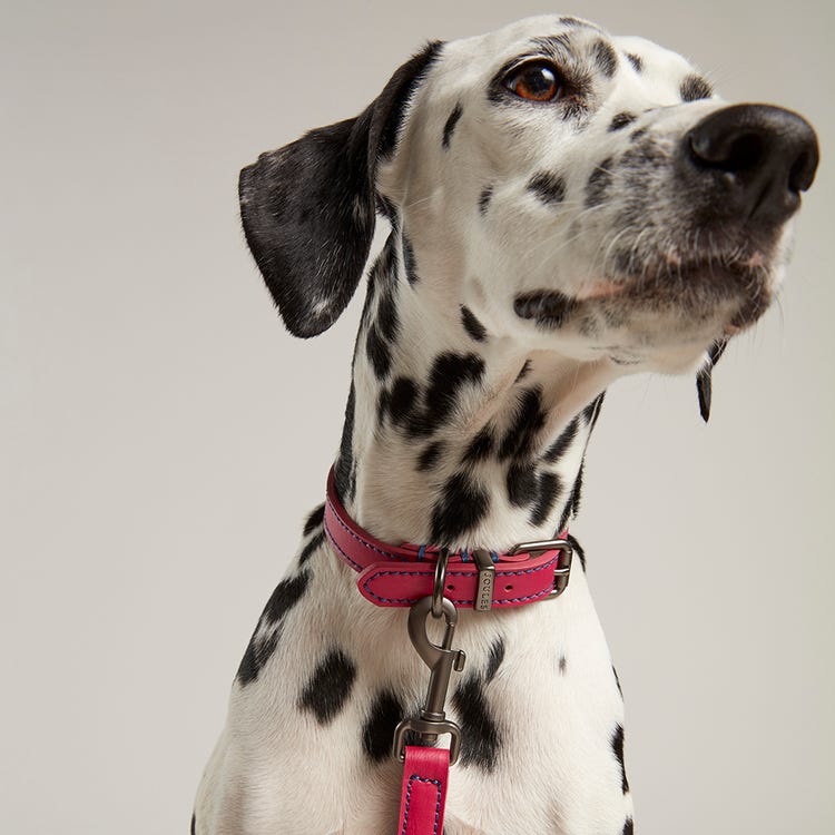 Joules Leather Dog Lead image 7