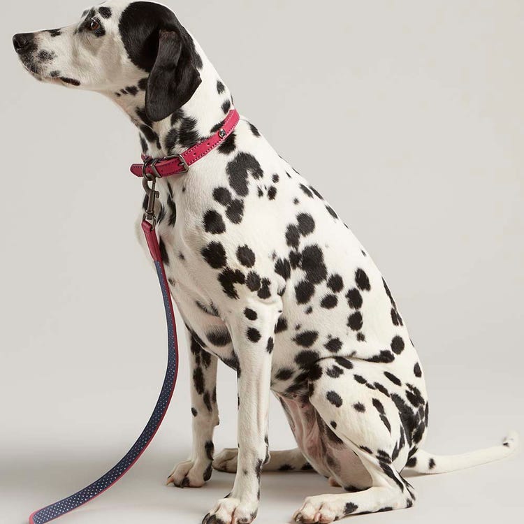 Joules Leather Dog Lead image 8