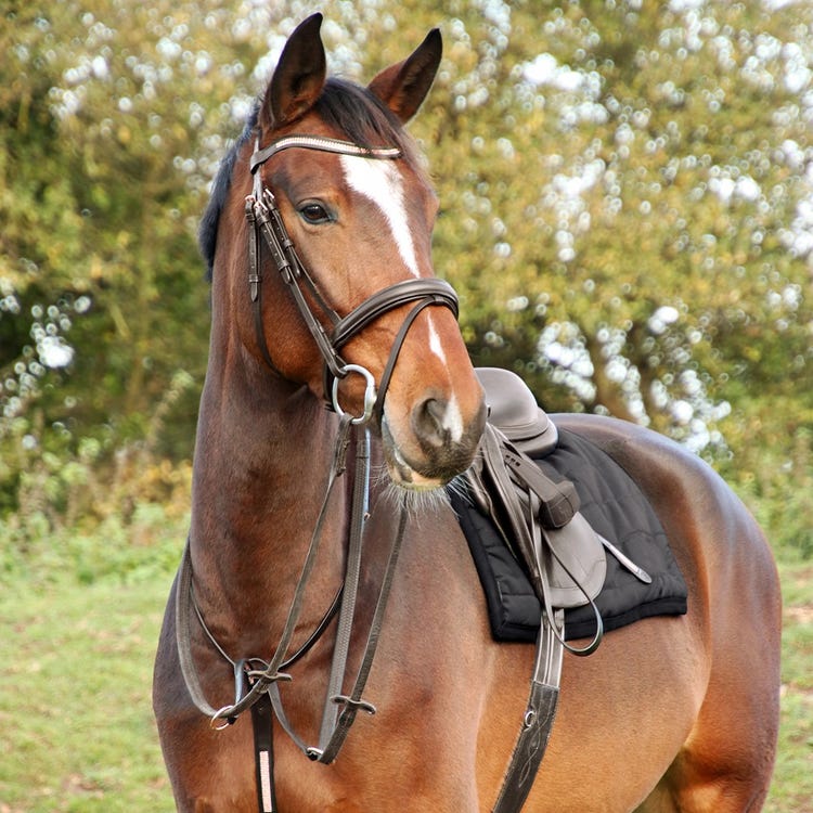 Hy Equestrian Rosciano Rose Gold Martingale image 4