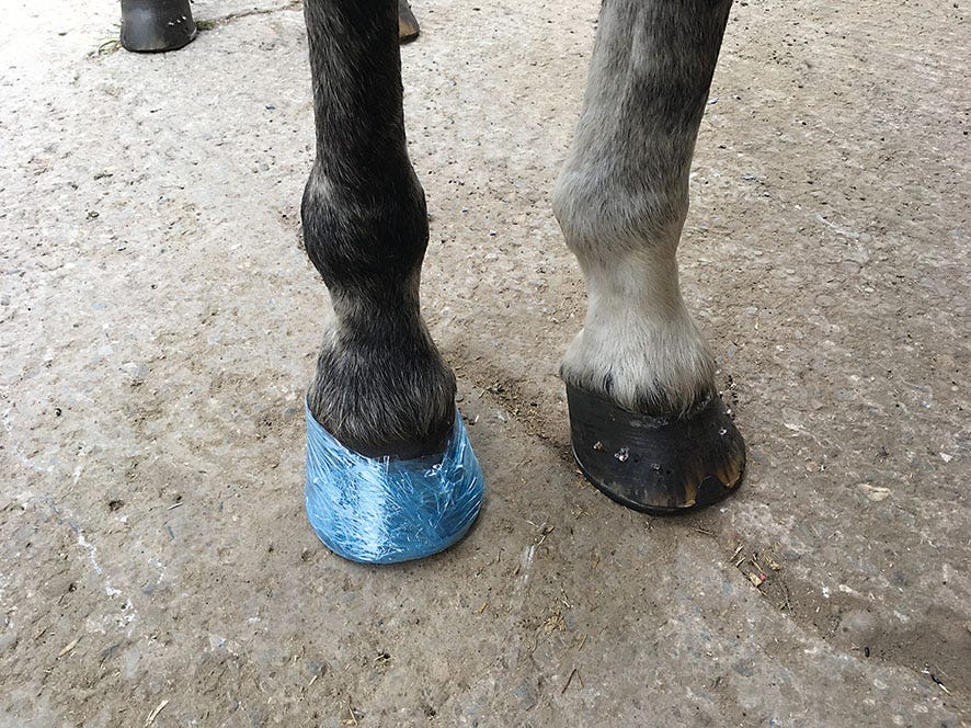 Farrier Cling image 3