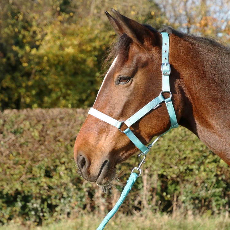 Hy Equestrian Ombre Head Collar &amp; Lead Rope image 2