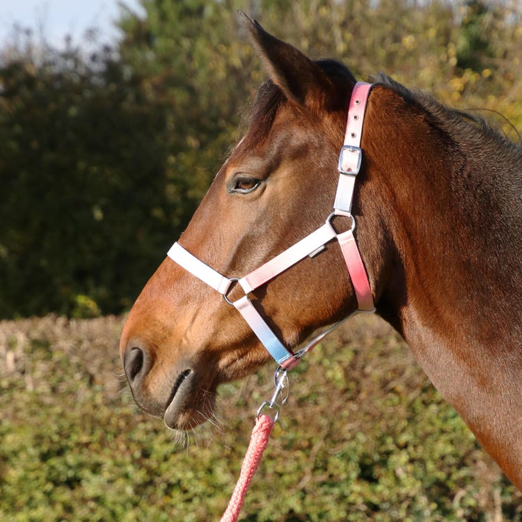 Hy Equestrian Ombre Head Collar &amp; Lead Rope image 4