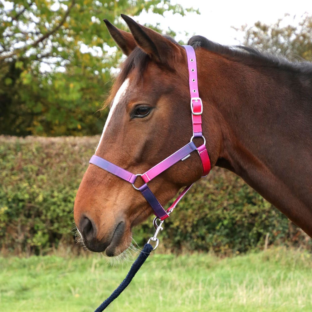 Hy Equestrian Ombre Head Collar &amp; Lead Rope image 6