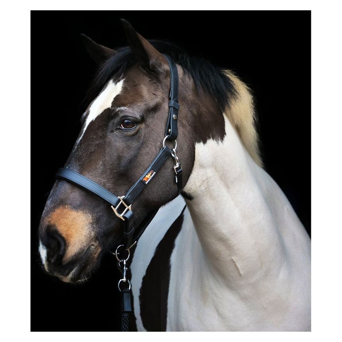 Horse shown wearing Steller head collar